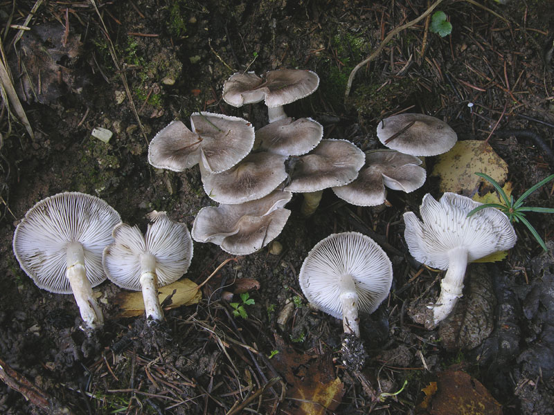 Tricholoma cingulatum fo.ramentaceum.